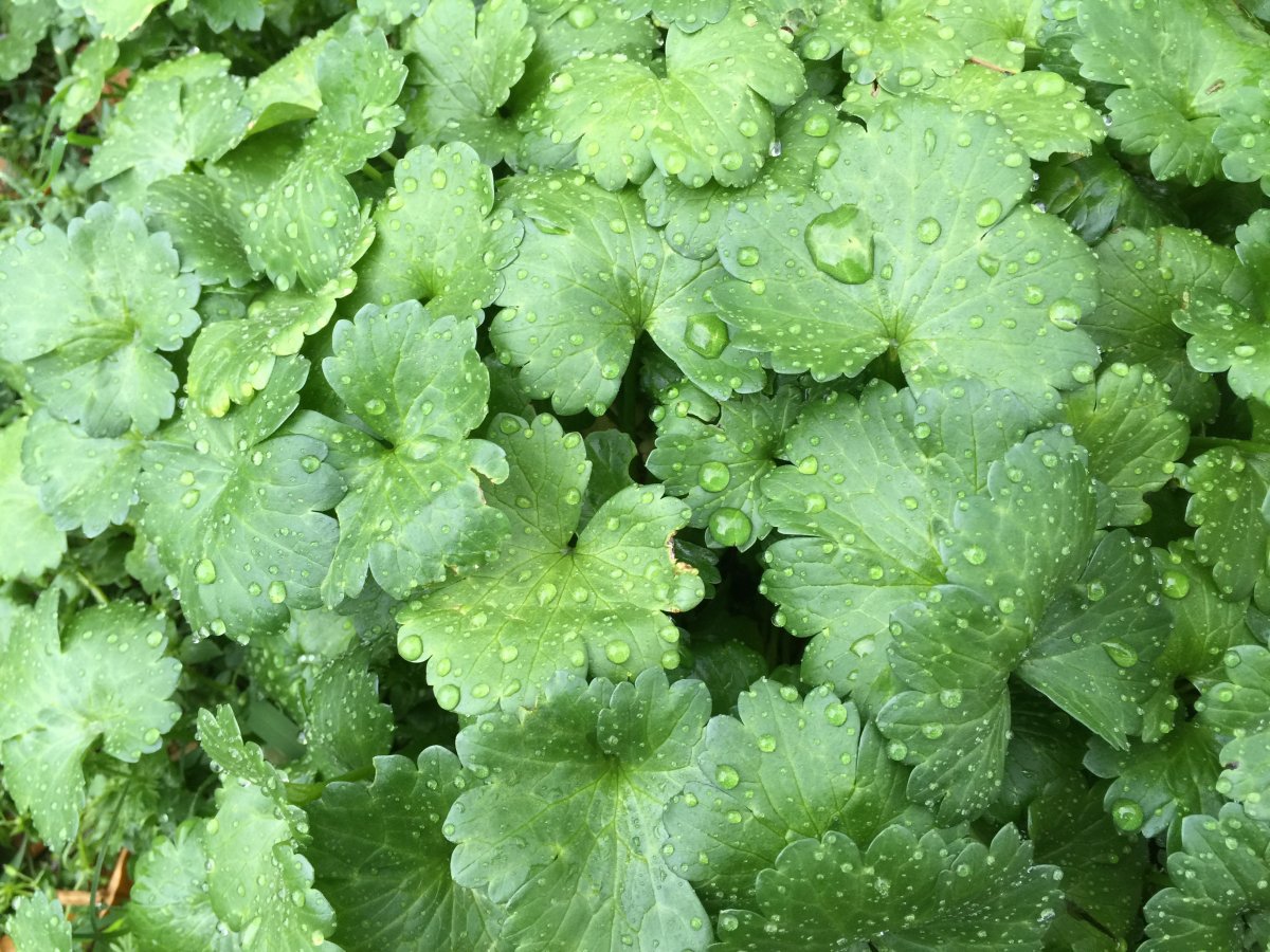 綠色草本植物葉子圖片