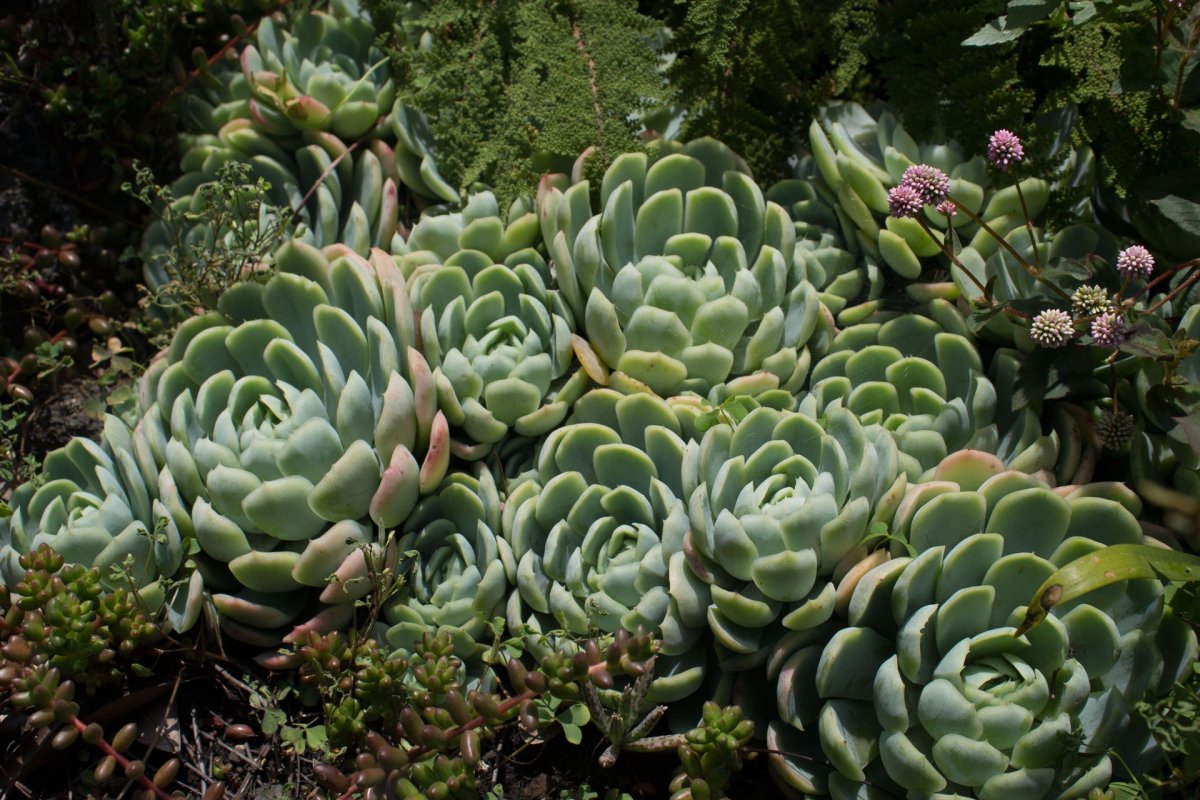 花園綠色多肉植物圖片