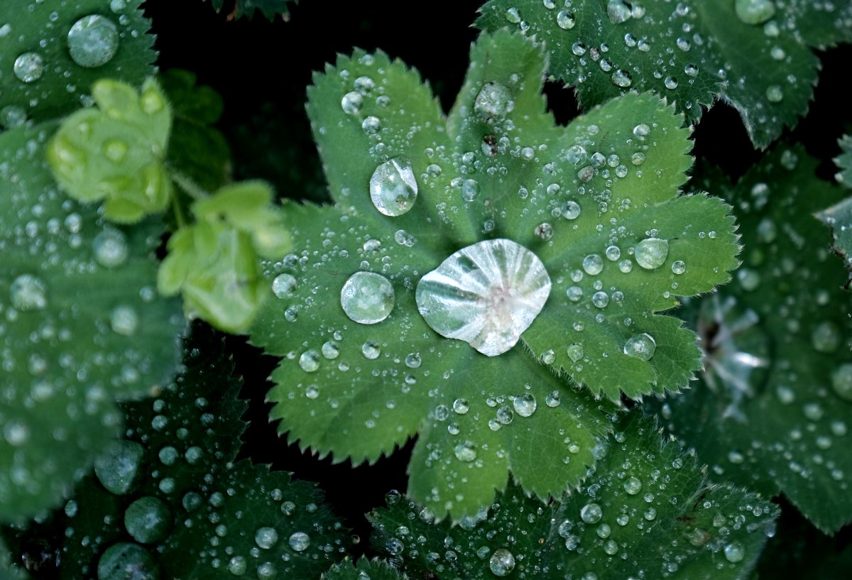 綠葉雨滴圖片