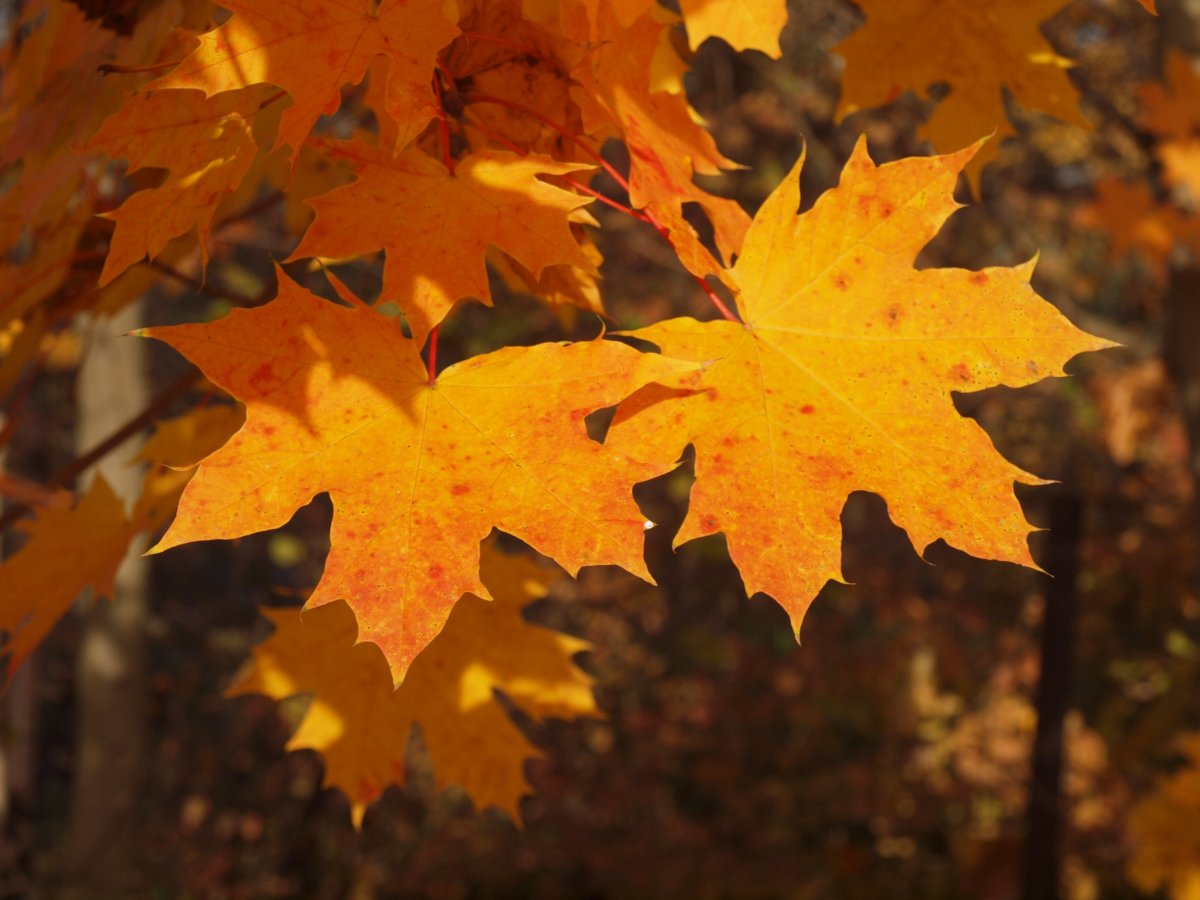 树叶变黄的过程图片图片