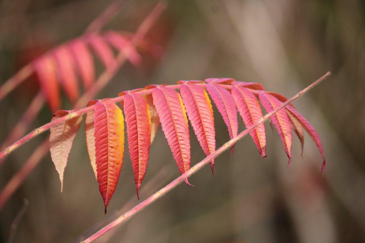 秋季紅葉子壁紙圖片