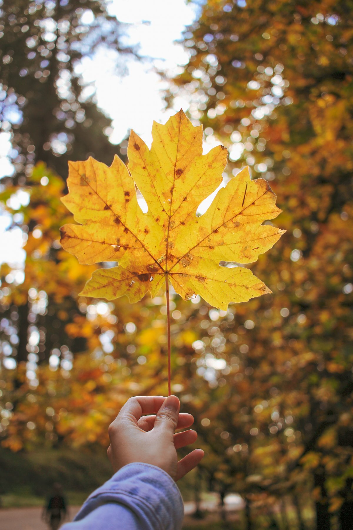 简介:一组精美的手拿秋天落叶图片,手拿,秋天,落叶,图片,标签:落叶