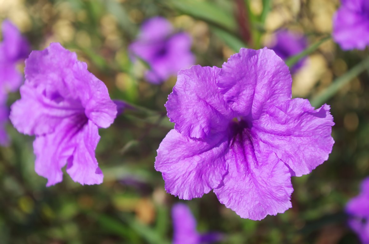 紫花矮牵牛图片