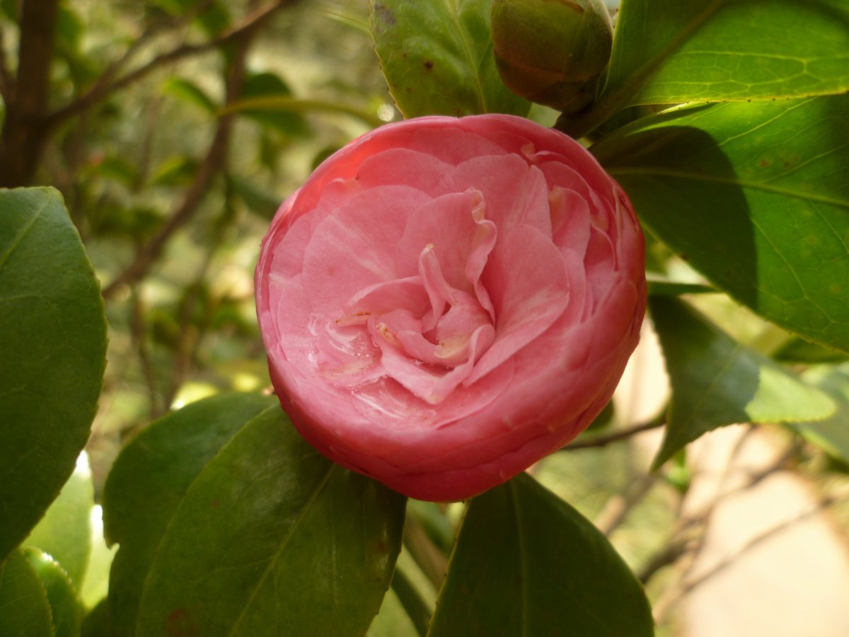 野生山茶花圖片