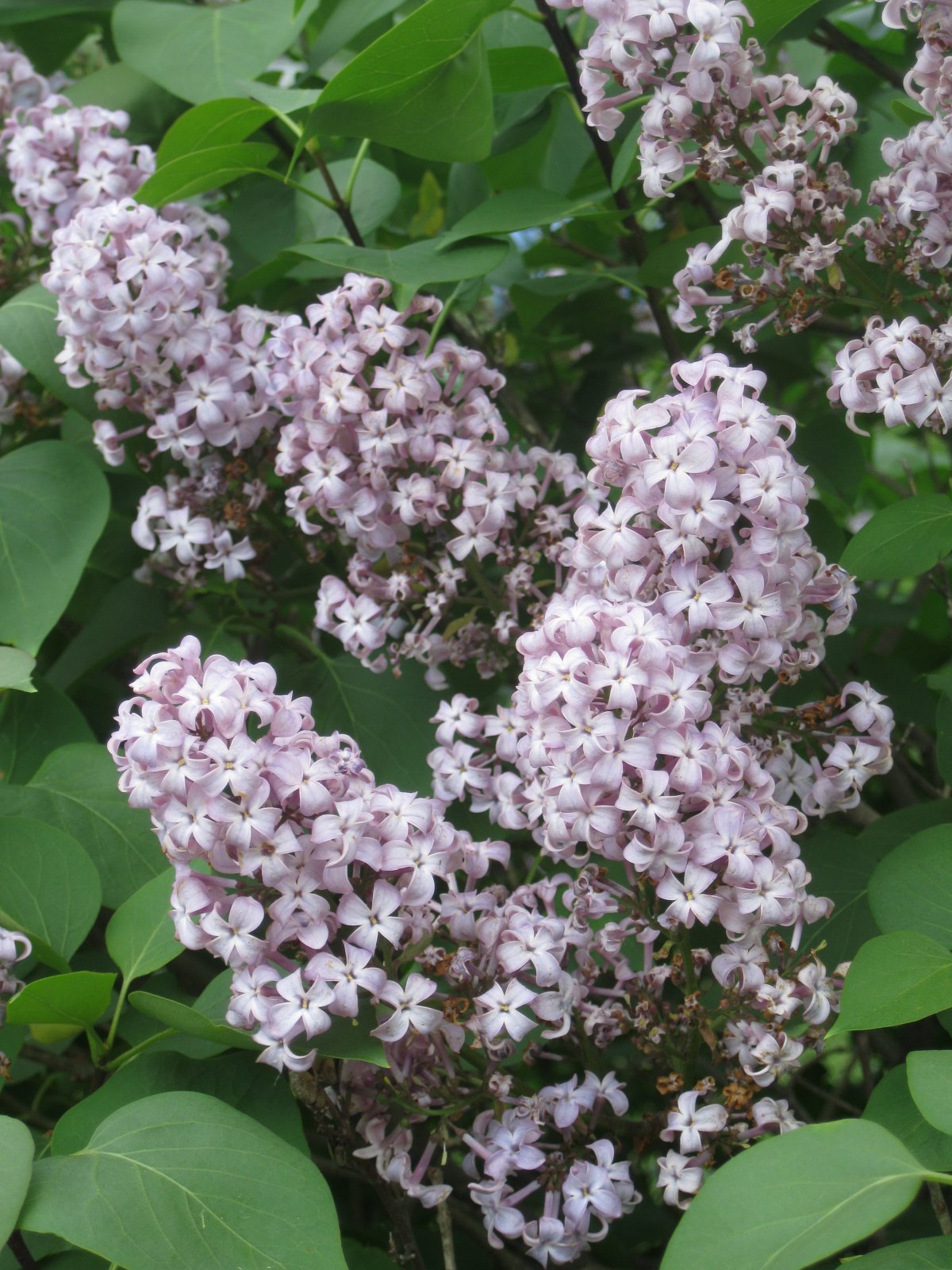 美麗的丁香花圖片,高清圖片