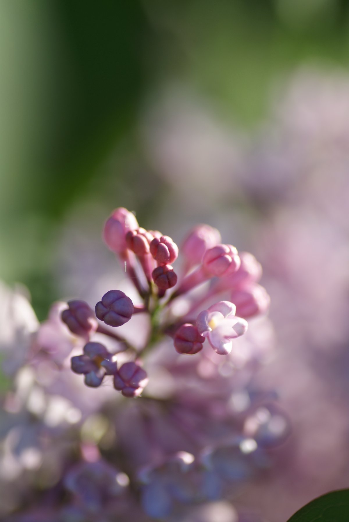 粉紫丁香花图片 高清图片