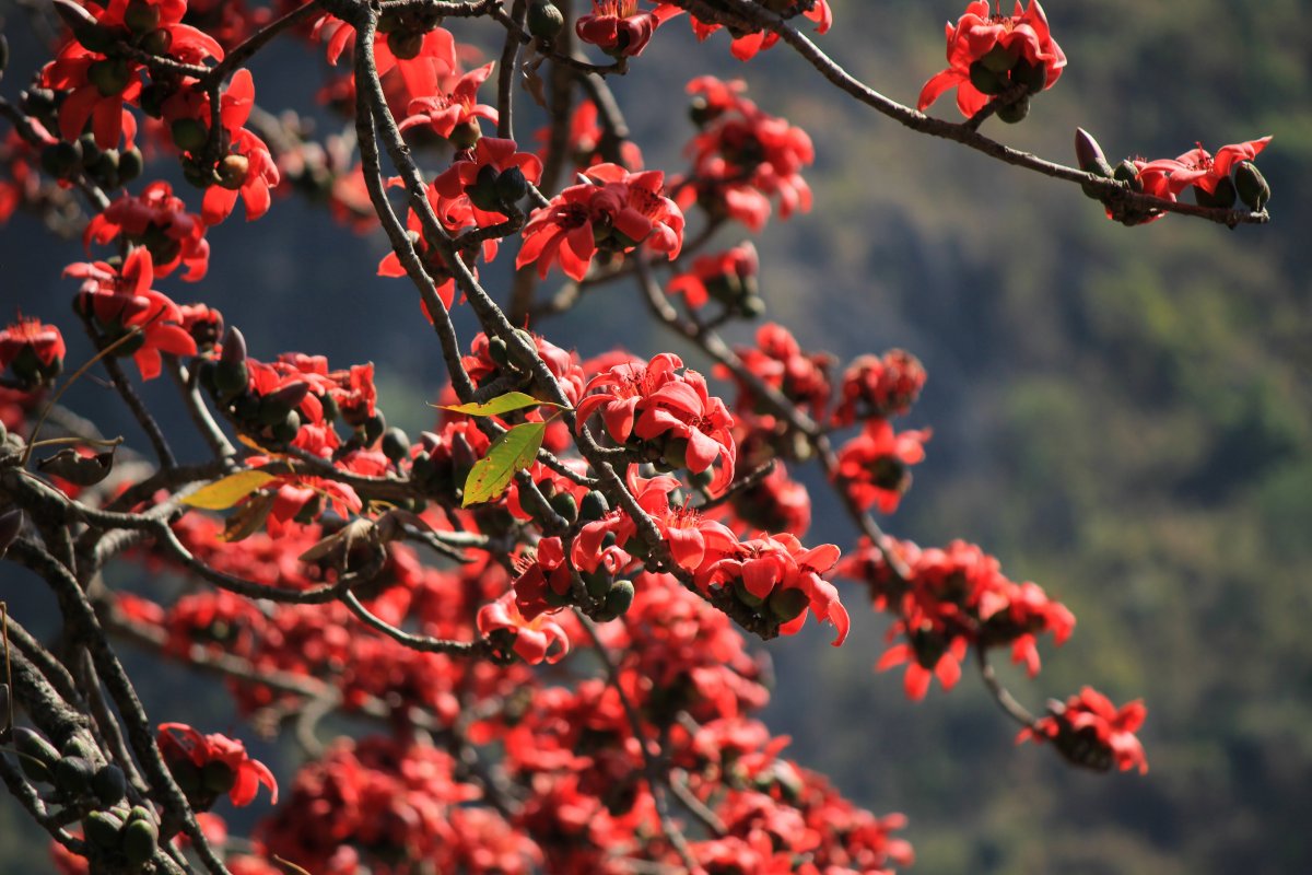 木棉花图片大全(木棉花图片大全大图全 设计)