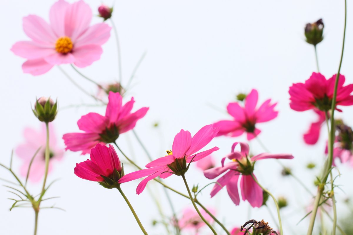 小清新唯美花朵图片,高清图片
