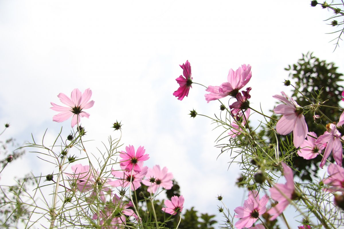 高清格桑花图片