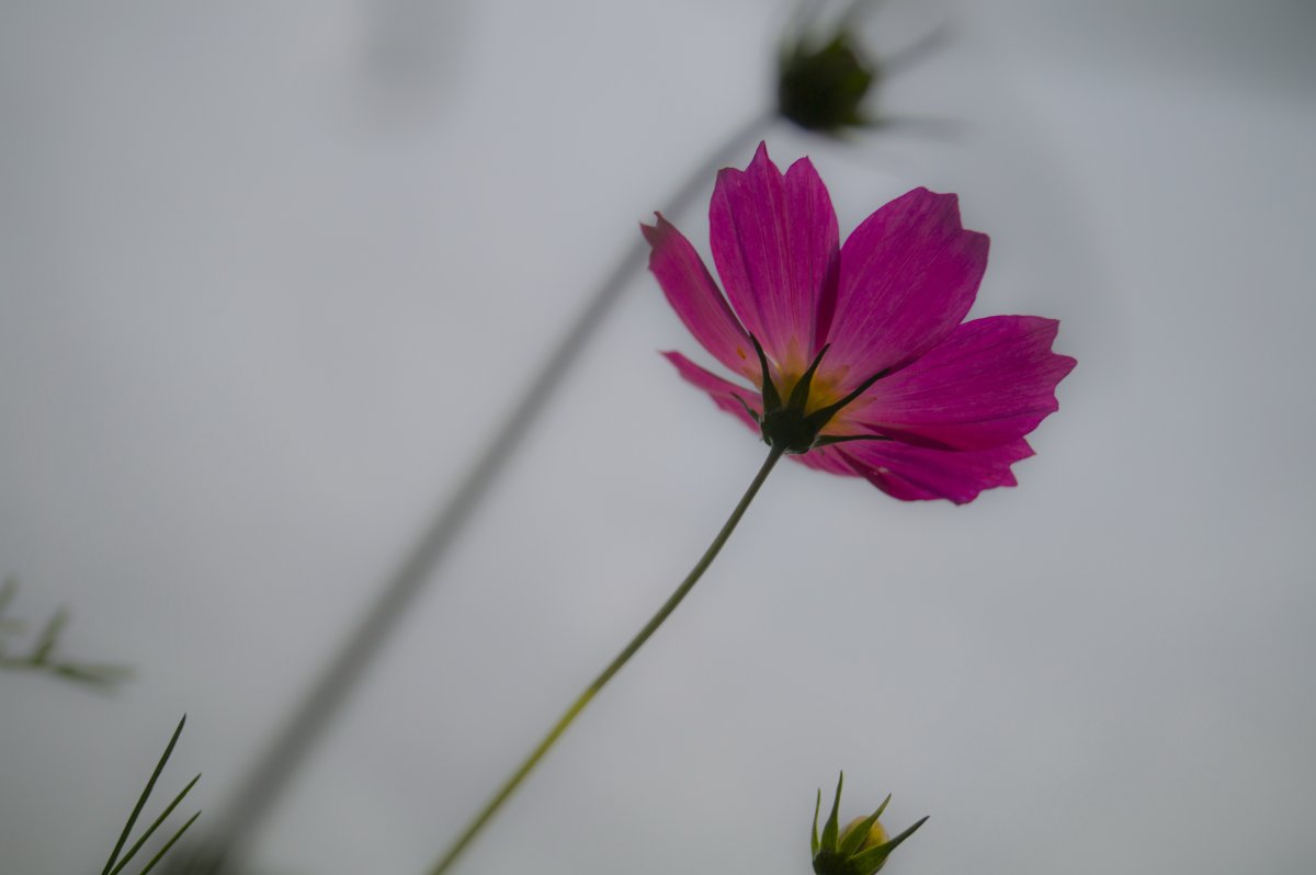 微距格桑花圖片