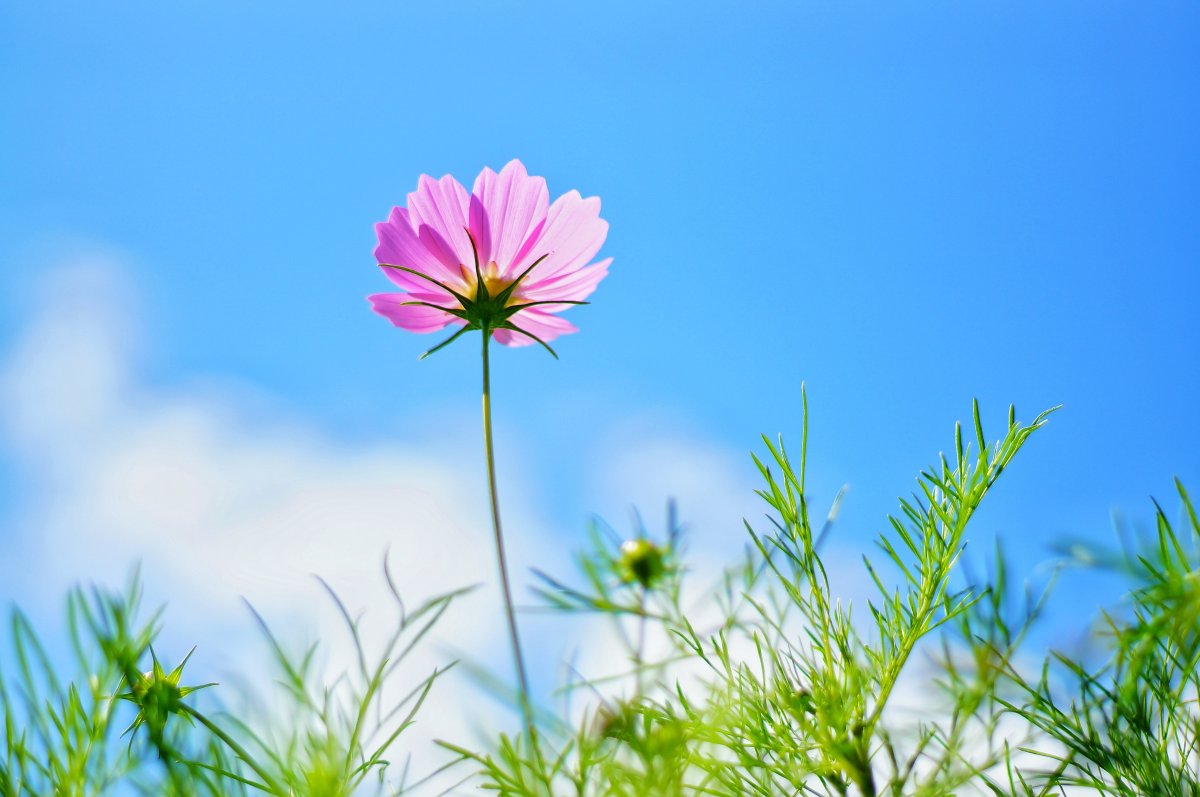 简介:一组精美的格桑花小清新壁纸图片,格桑,花小,清新,壁纸图片,标签