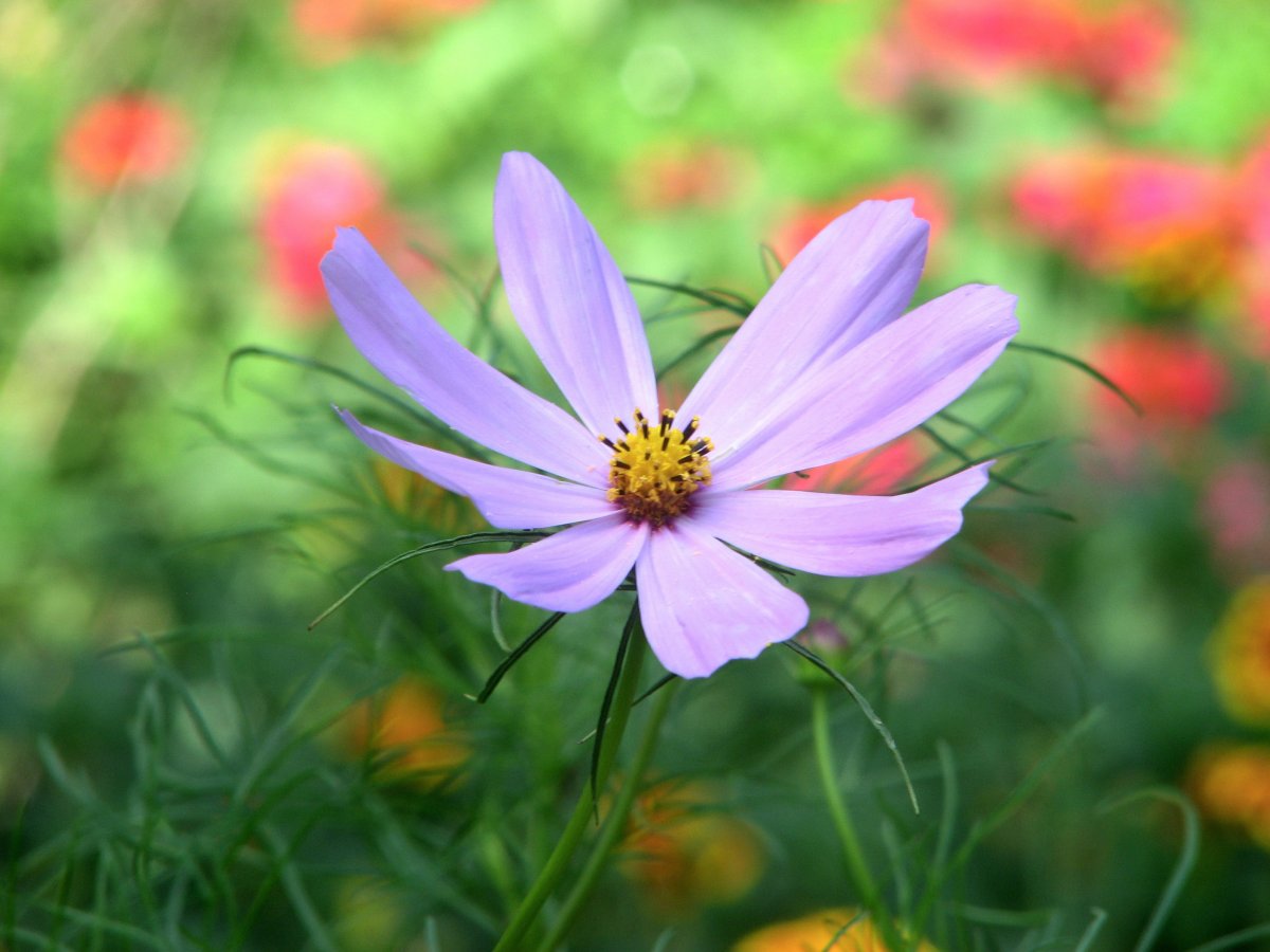 八瓣格桑花图片