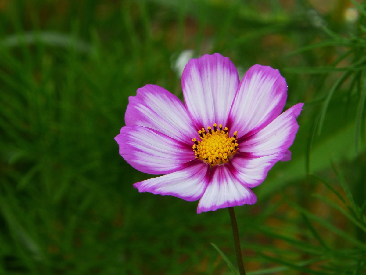 一朵格桑花圖片