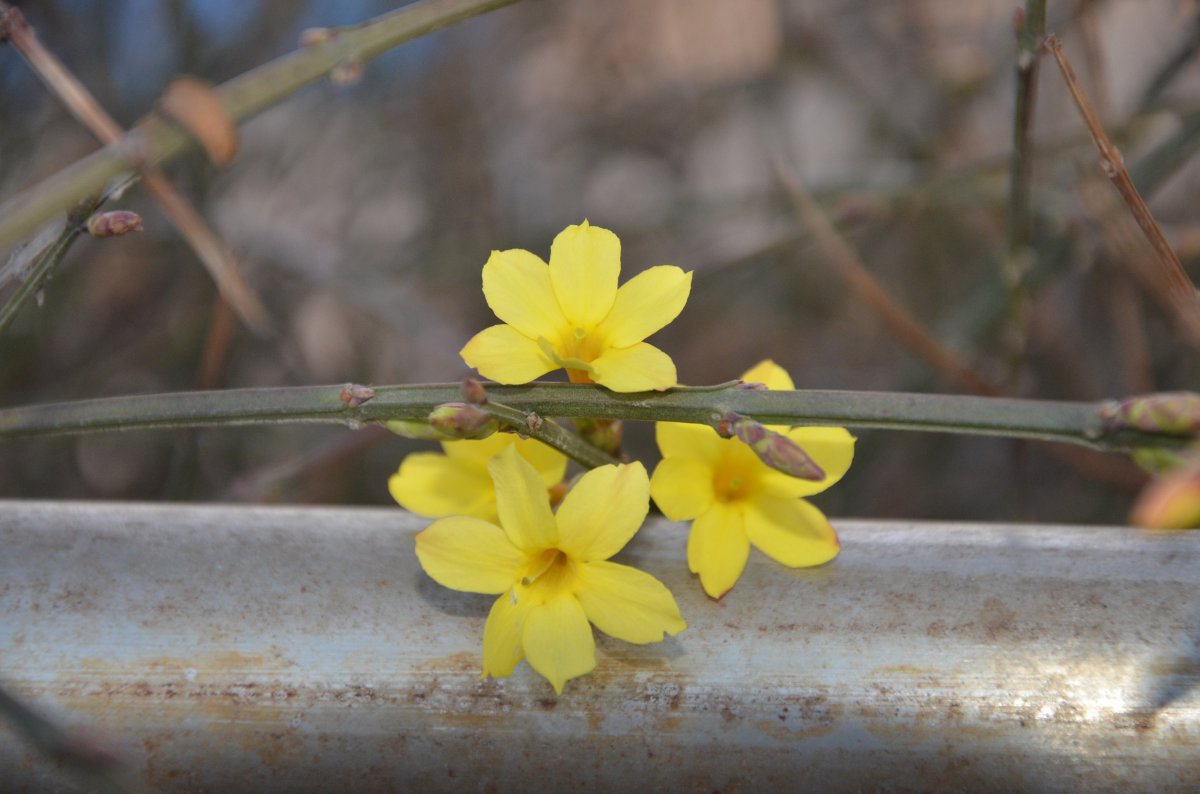 迎春花高清圖片