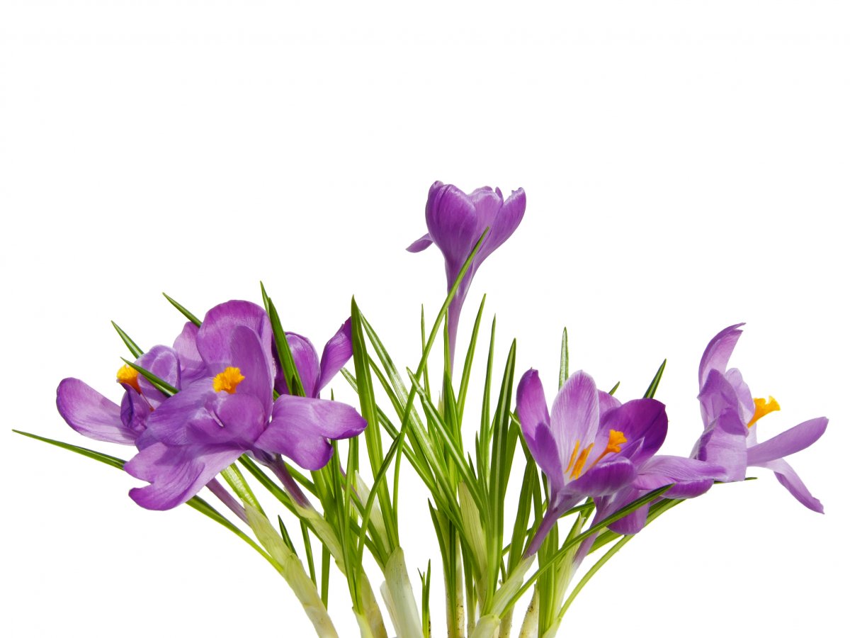 紫色水仙花图片 高清图片