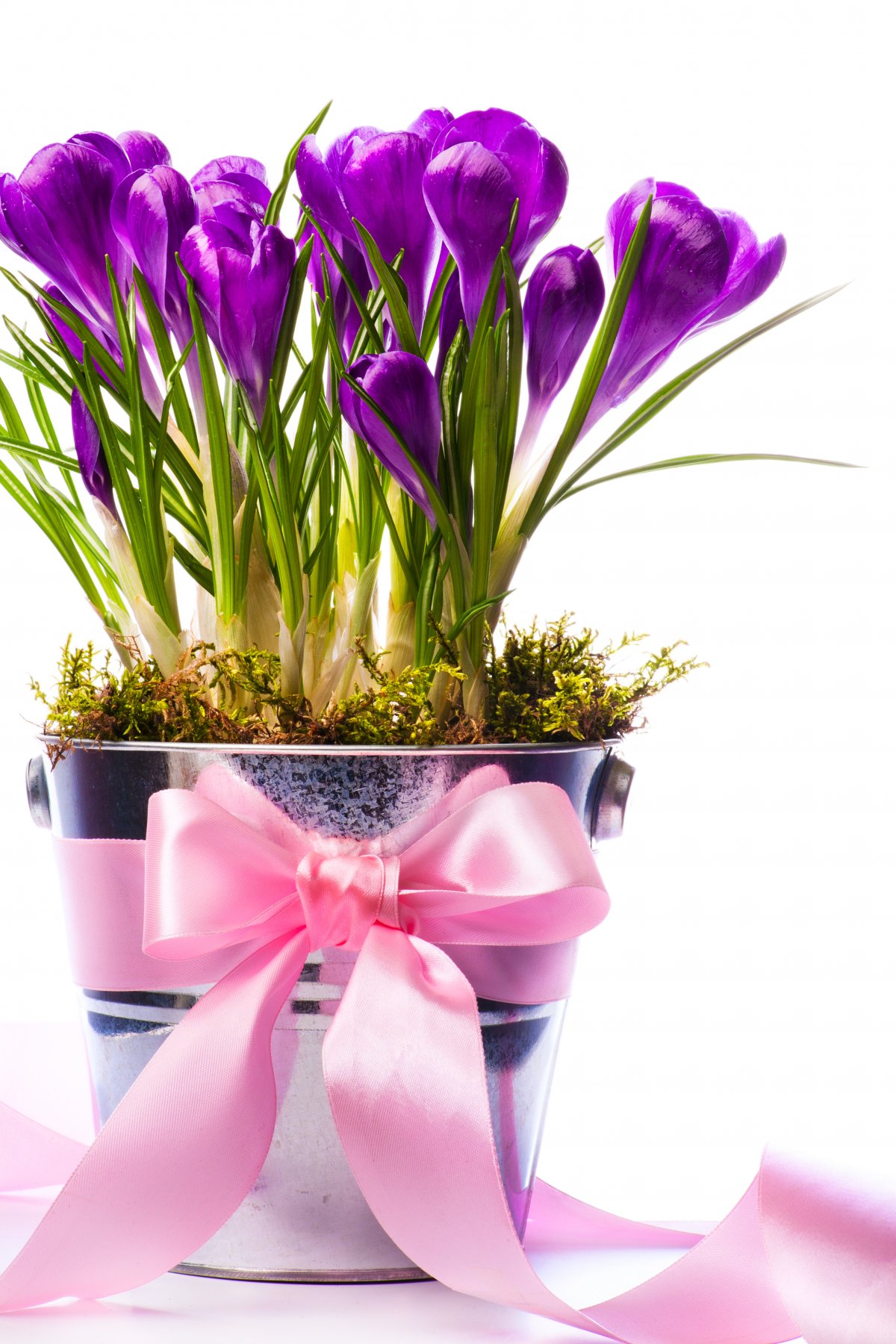 紫色水仙花图片下载 高清图片