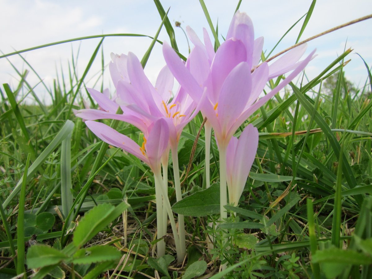 紫色的水仙花图片 高清图片