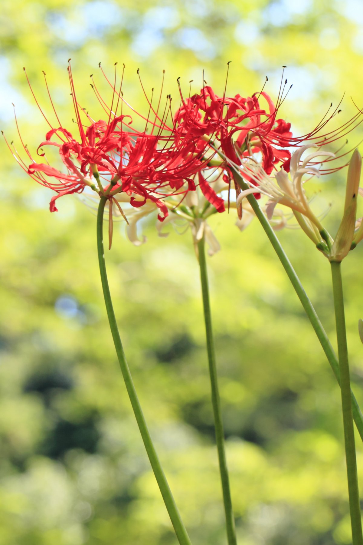 红色彼岸花图片素材