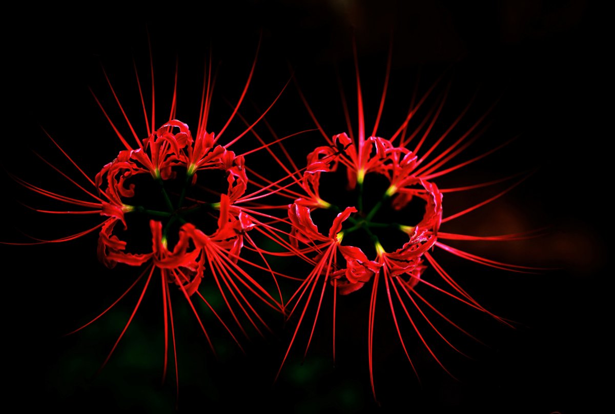 彼岸花花蕊圖片,高清圖片