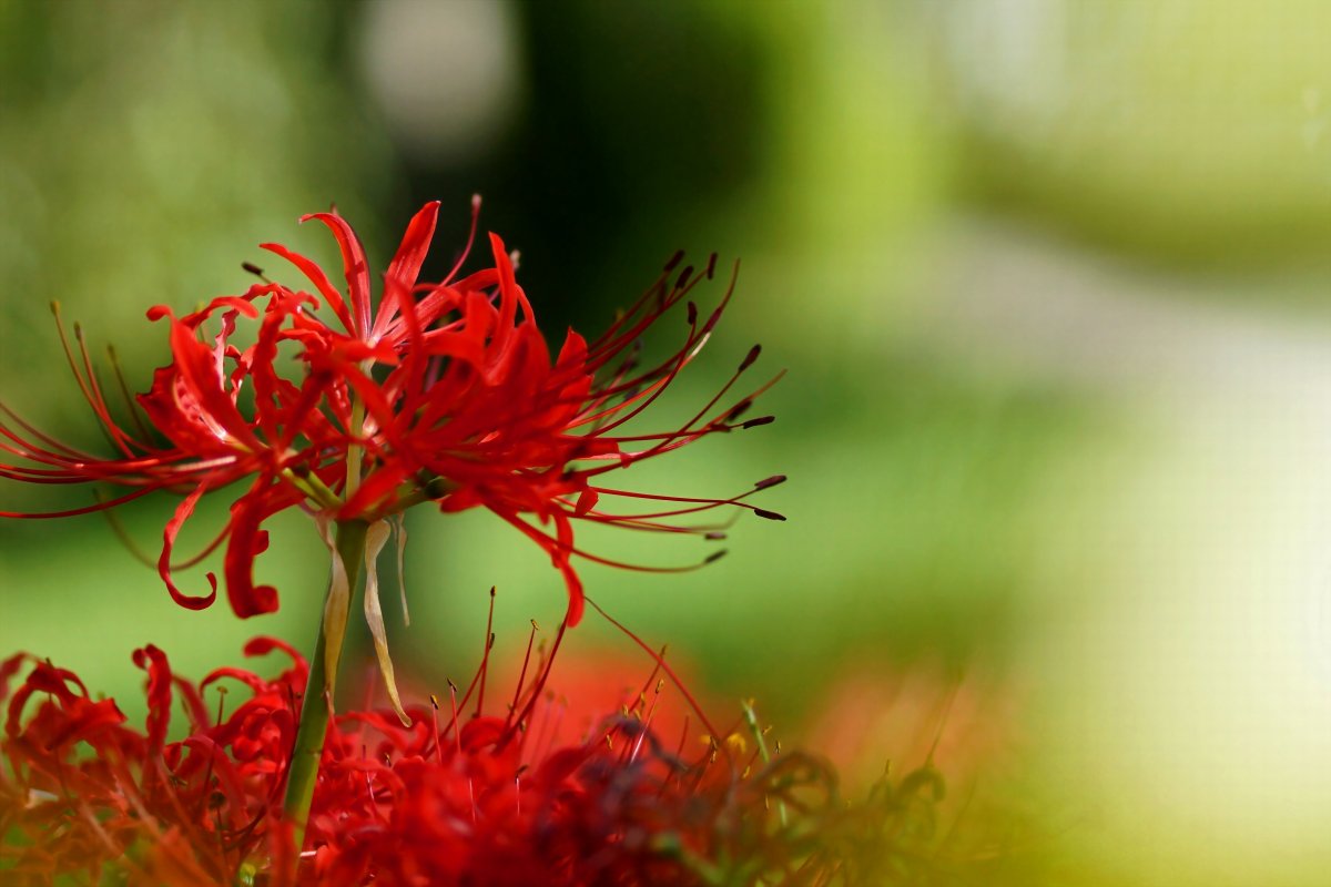 紅色彼岸花唯美圖片