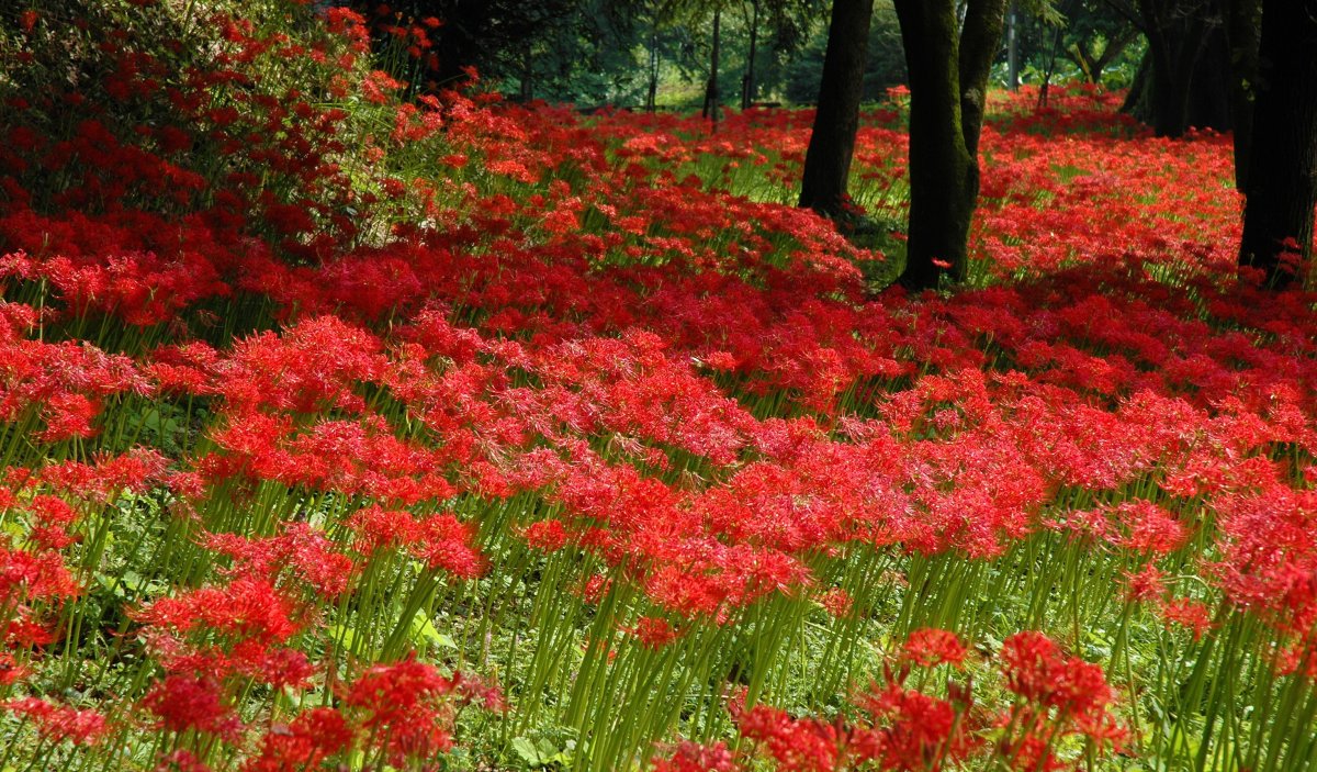 彼岸花花海图片唯美图片