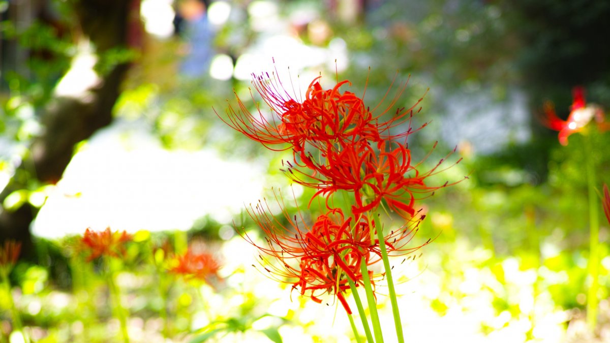 彼岸花花圖片,高清圖片