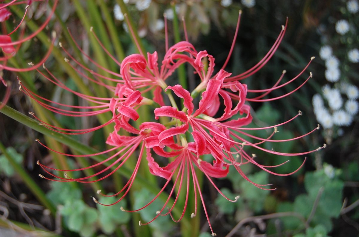 紅色花朵彼岸花圖片