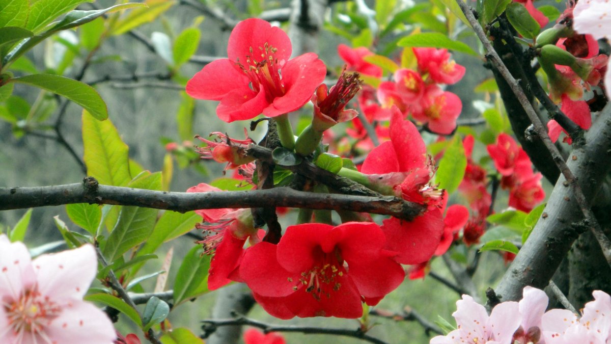 红双喜海棠图片