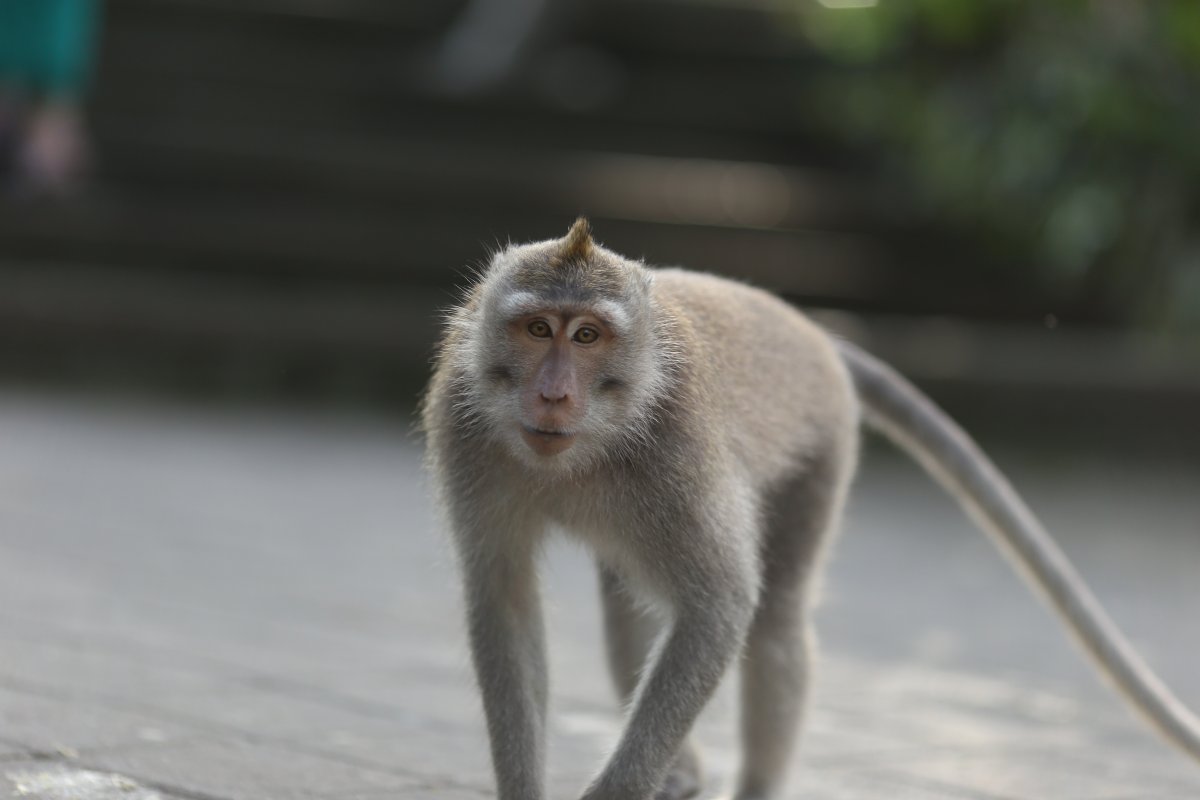 長尾巴小猴子圖片