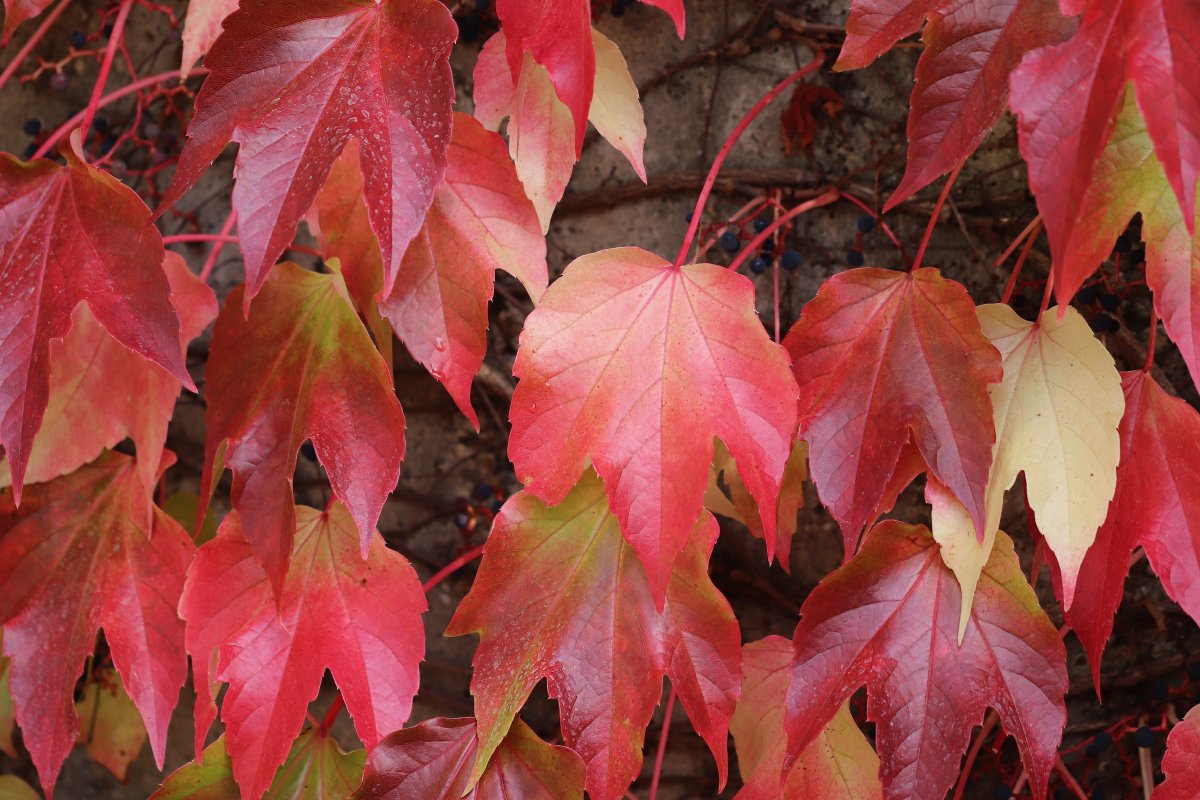 秋季紅色葉子圖片