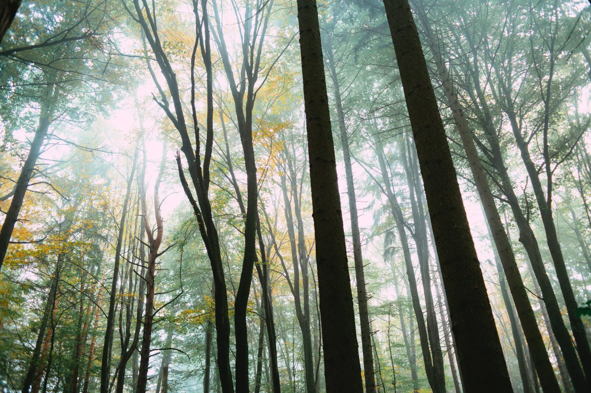 唯美樹林風景圖片