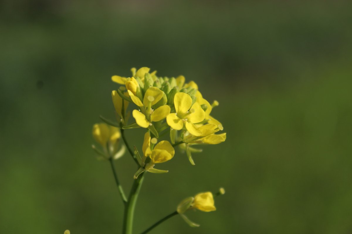 油菜花近景特寫圖片