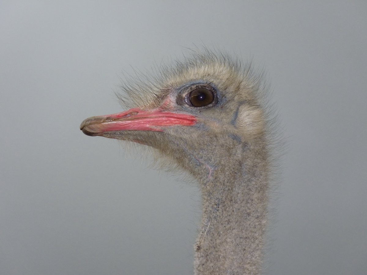 非洲鸵鸟头部特写图片