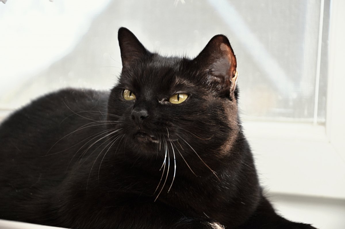 高冷黑色猫咪图片,高清图片