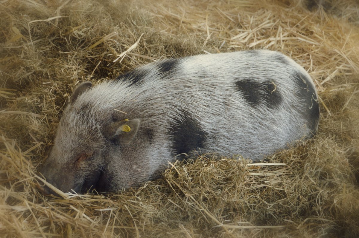 一只猪在睡觉的图片图图片