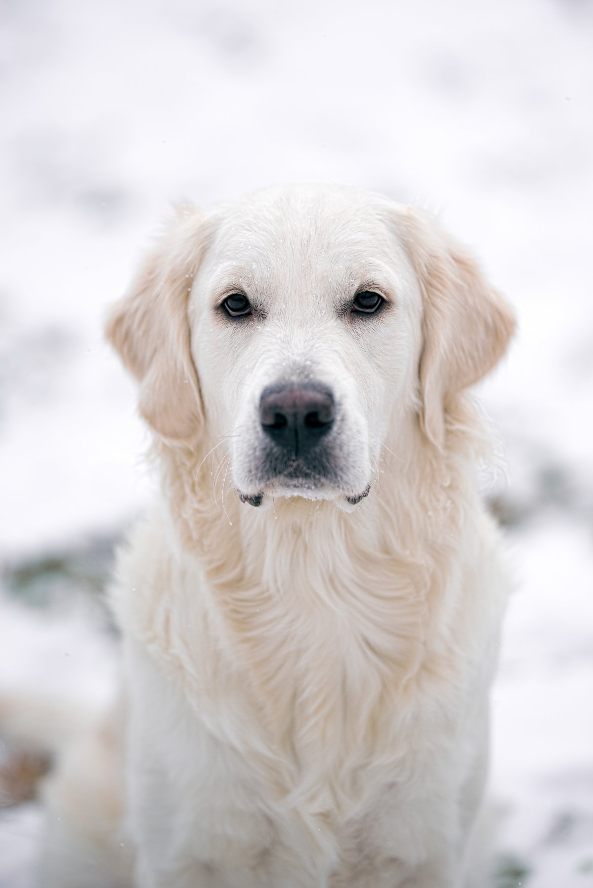 白色帥氣金毛犬圖片