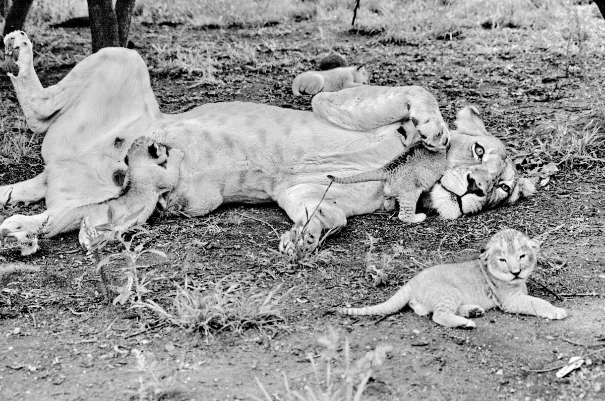 母狮小狮子黑白图片图片
