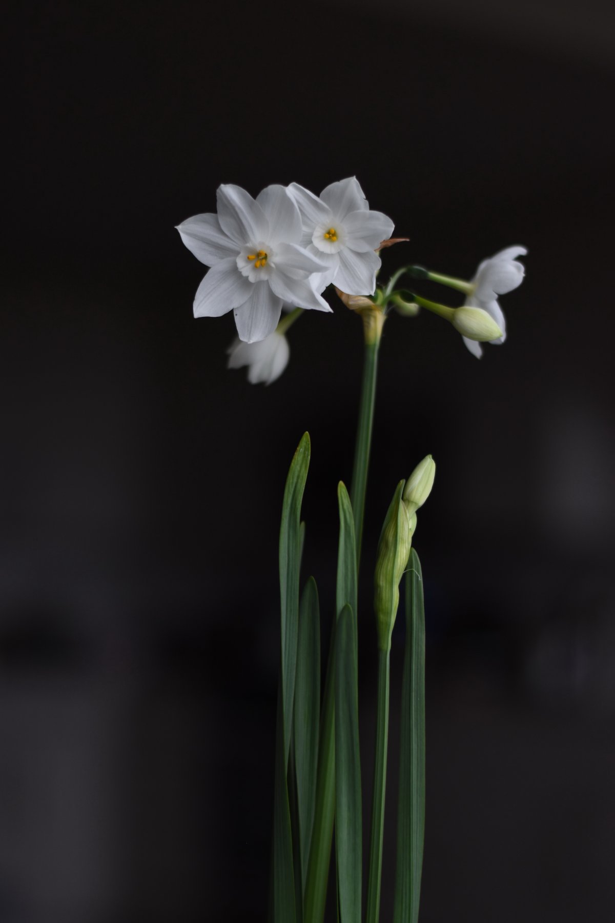白色水仙花花朵图片 高清图片