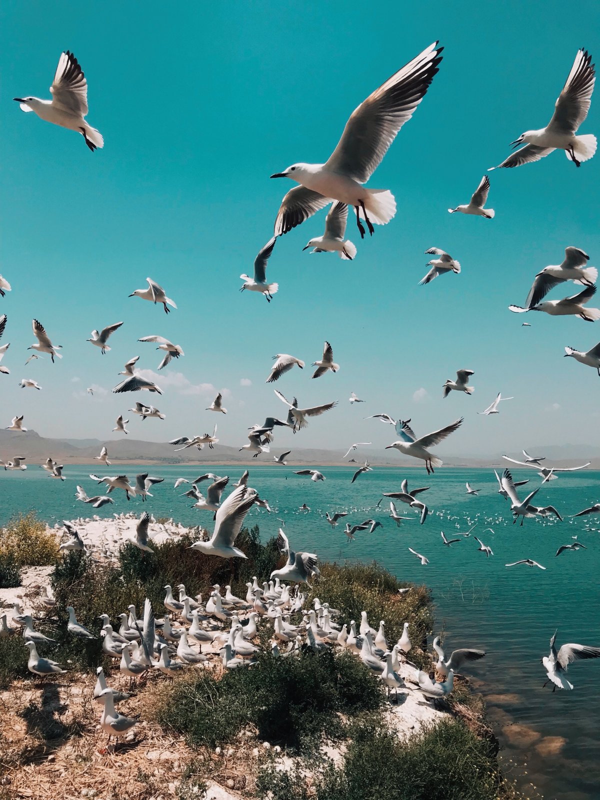 一群海鸥在天空中飞翔图片,高清图片