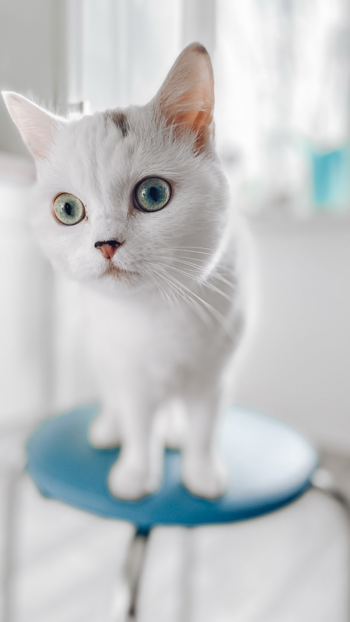 最萌的小猫图片白色图片