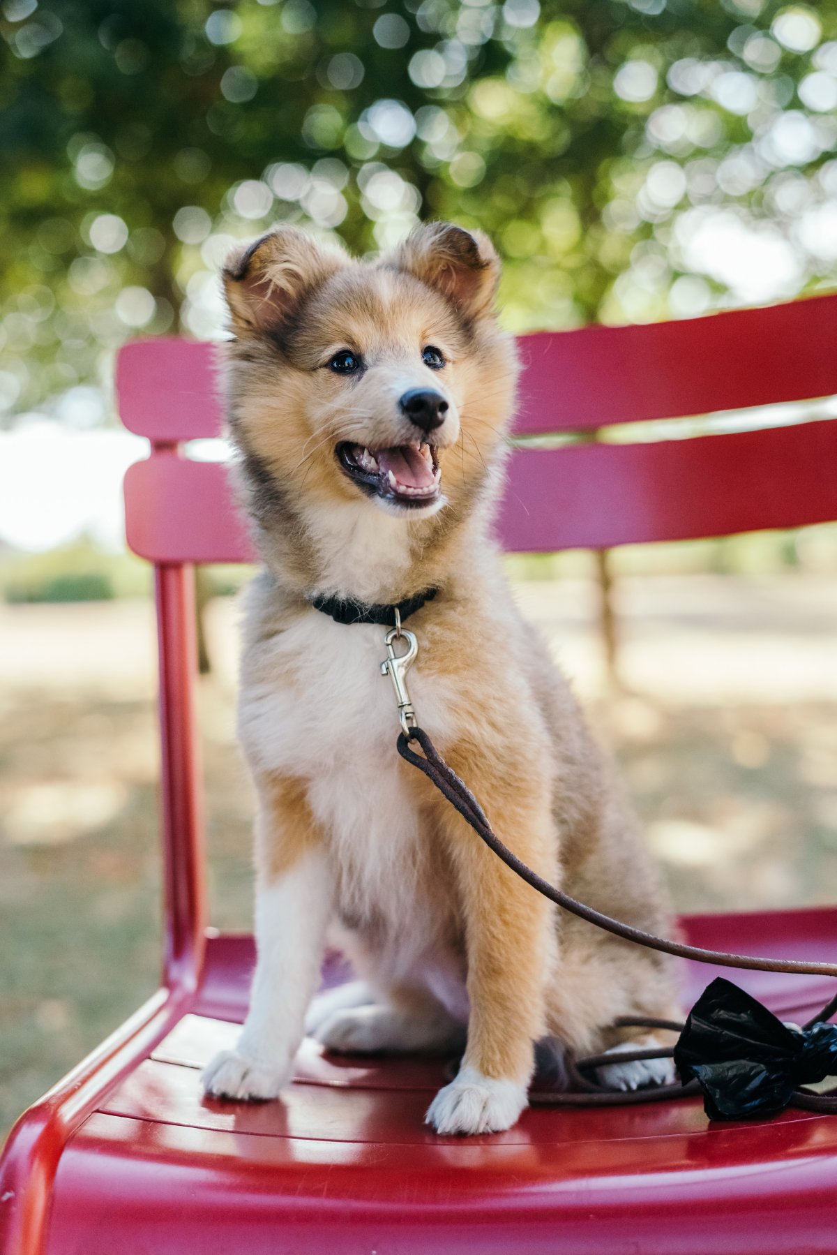 可爱苏牧犬图片