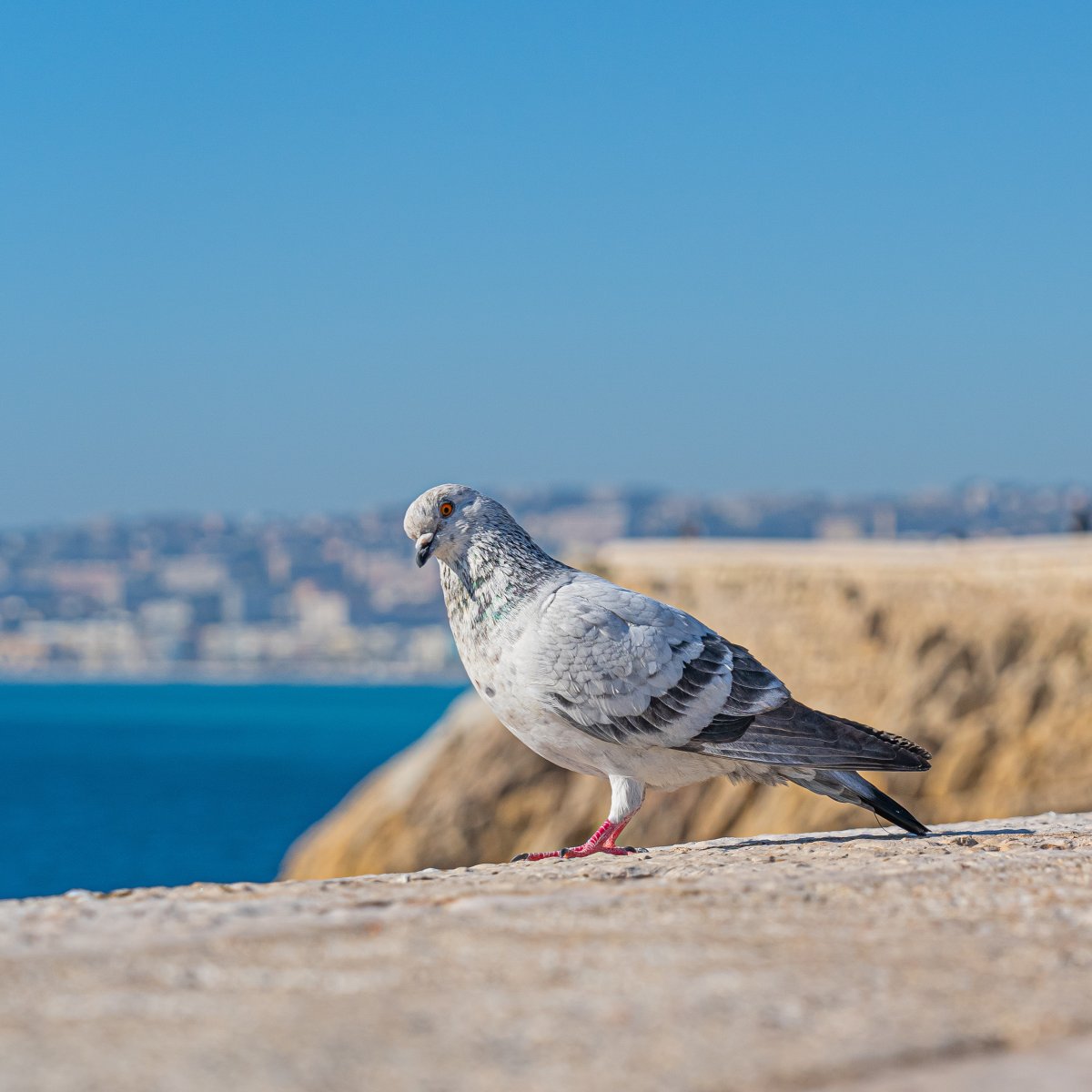 观赏鸽子的图片,高清图片