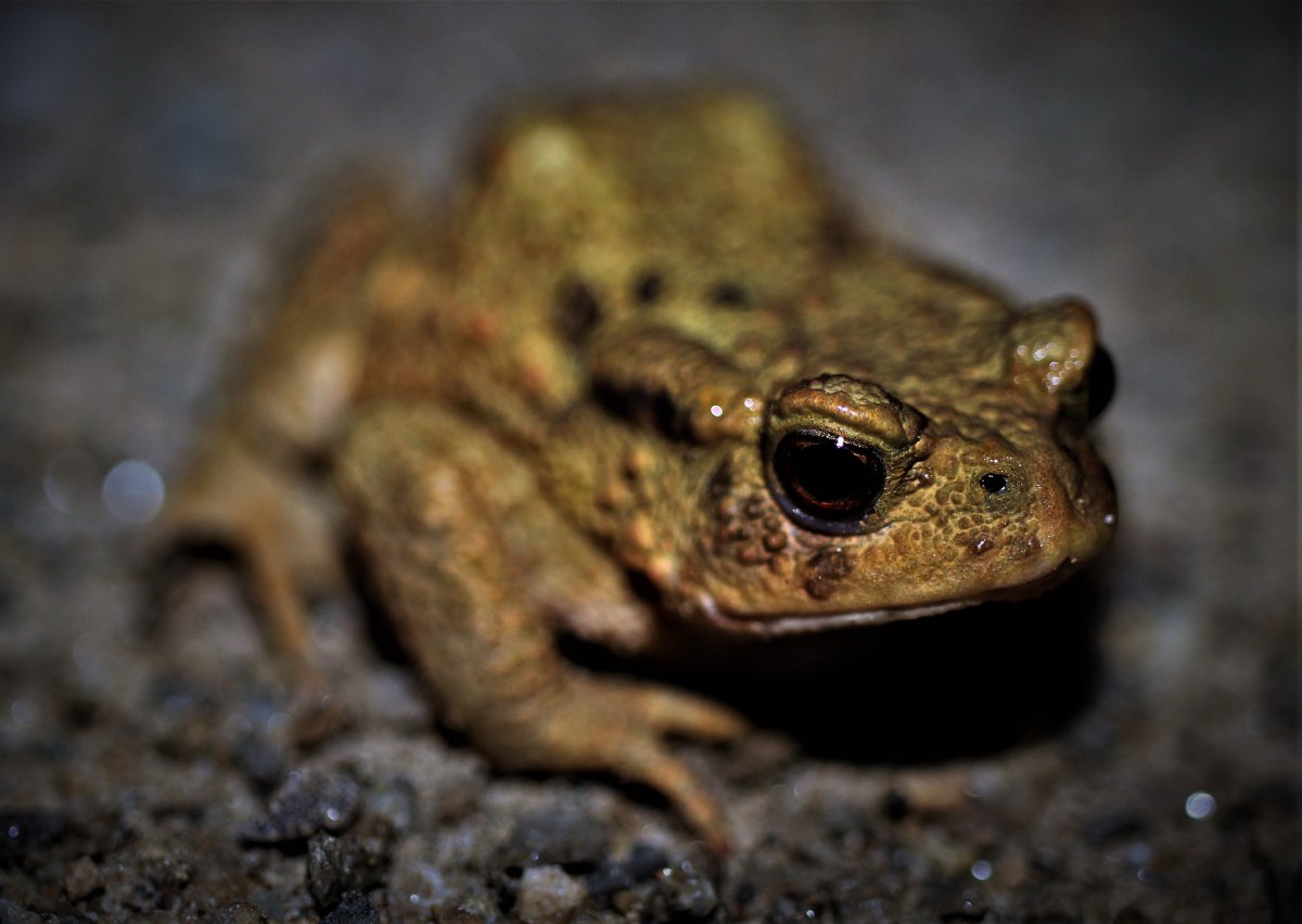 图片大全一只蟾蜍高清图片图片大全野生大蟾蜍图片