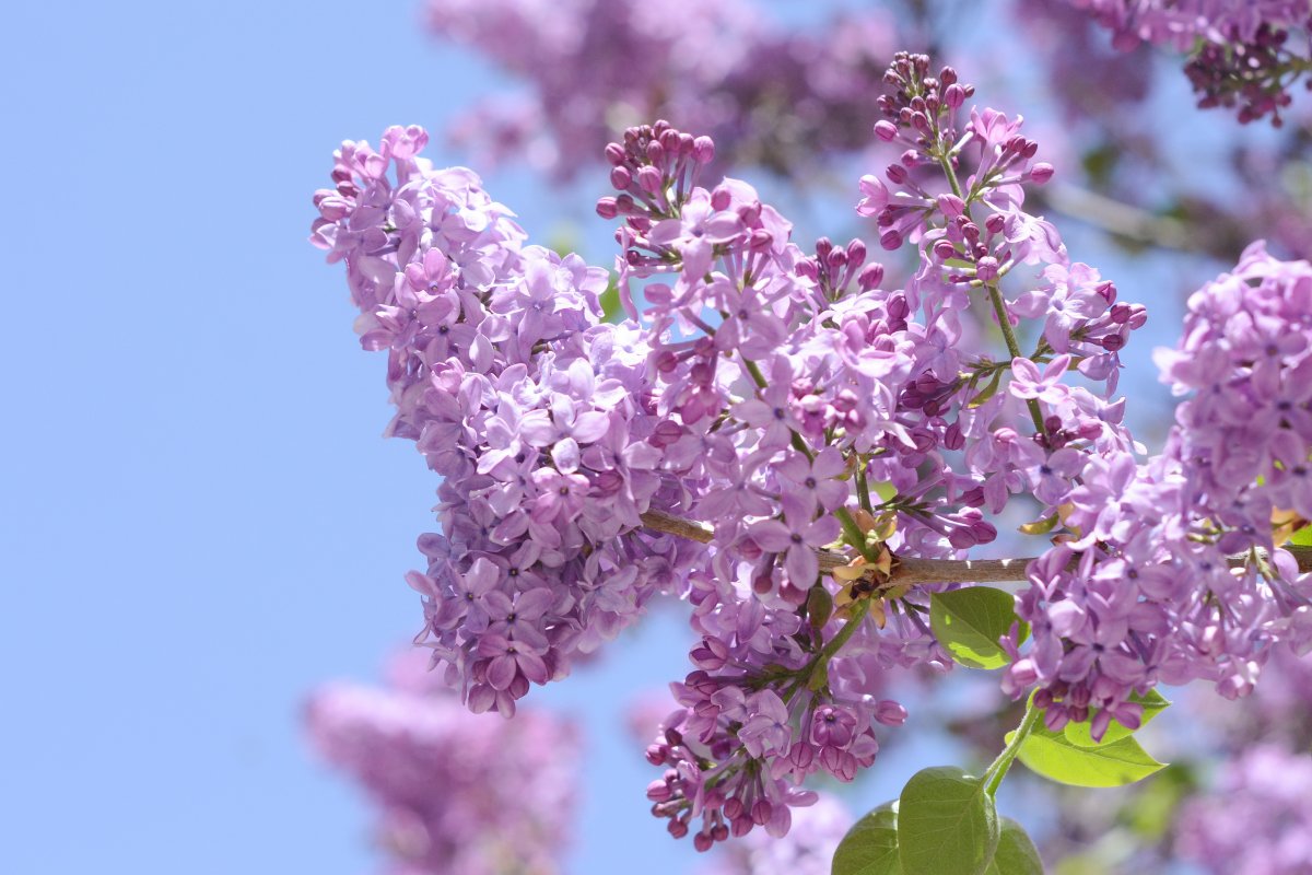 春天紫丁香花图片 高清图片