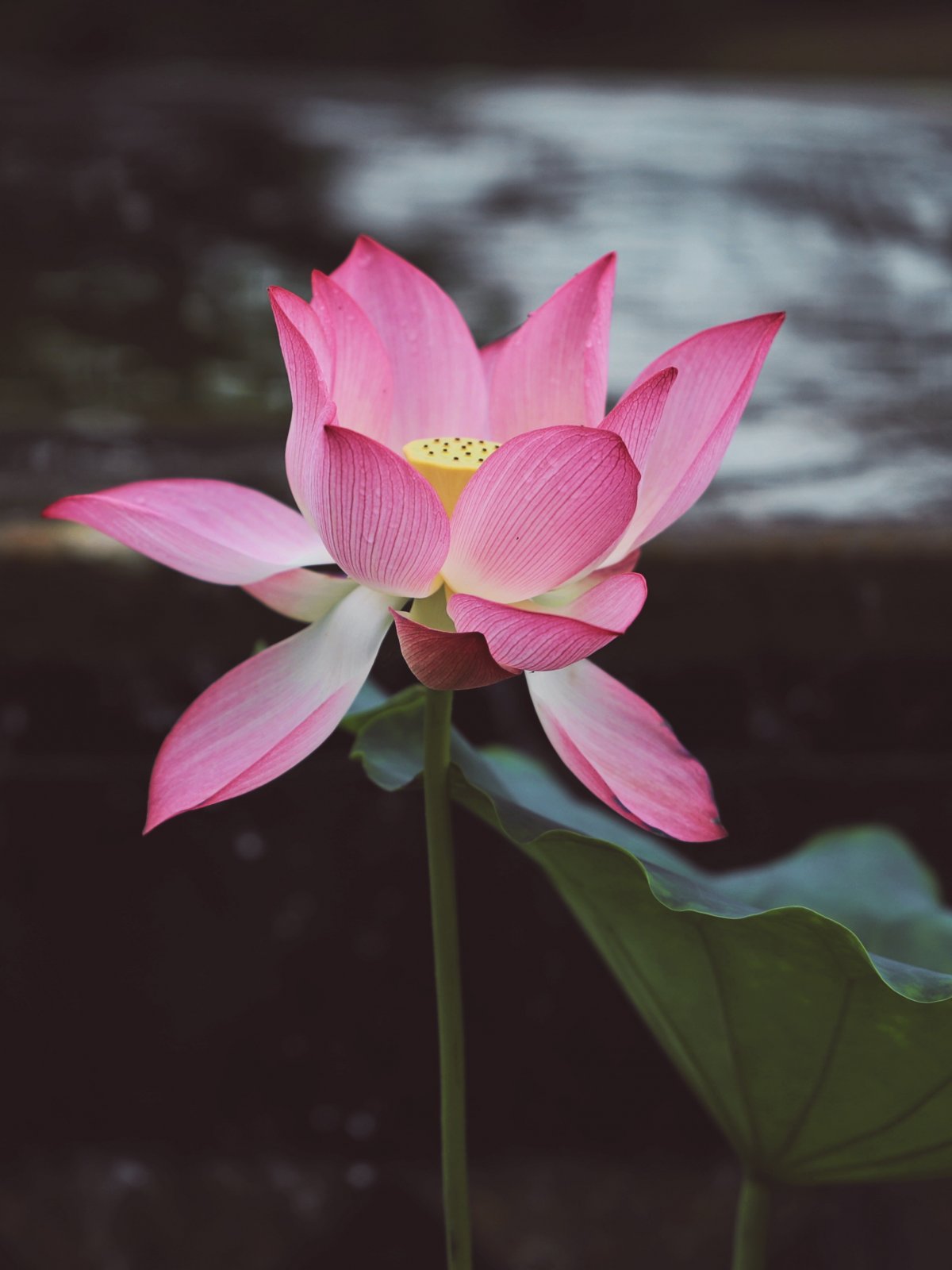 唯美荷花荷叶图片,高清图片