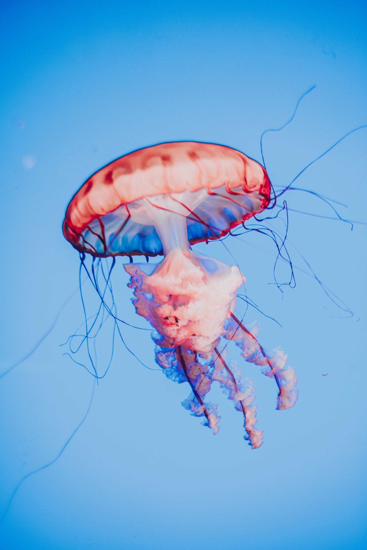 深海彩色水母图片,高清图片