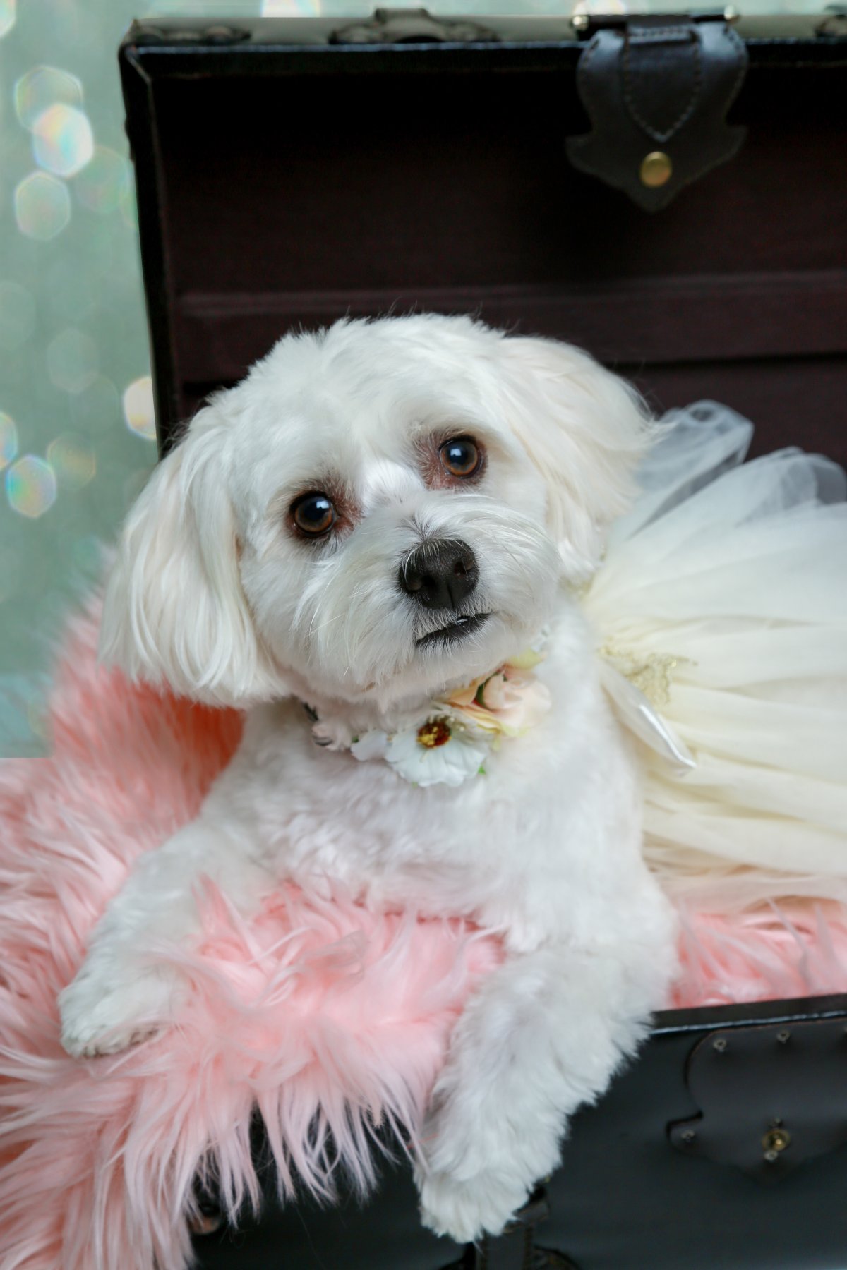 可爱马尔济斯犬图片 高清图片