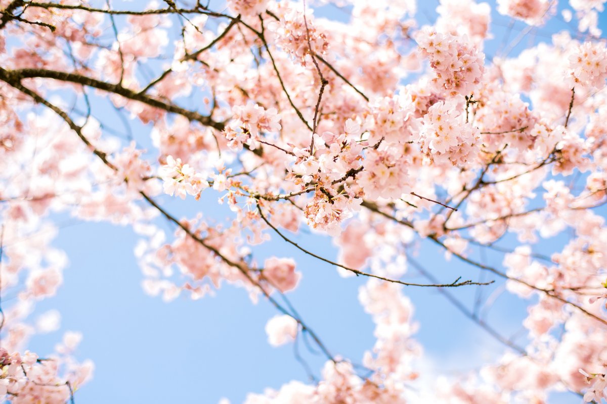 春天樱花盛开唯美图片,高清图片