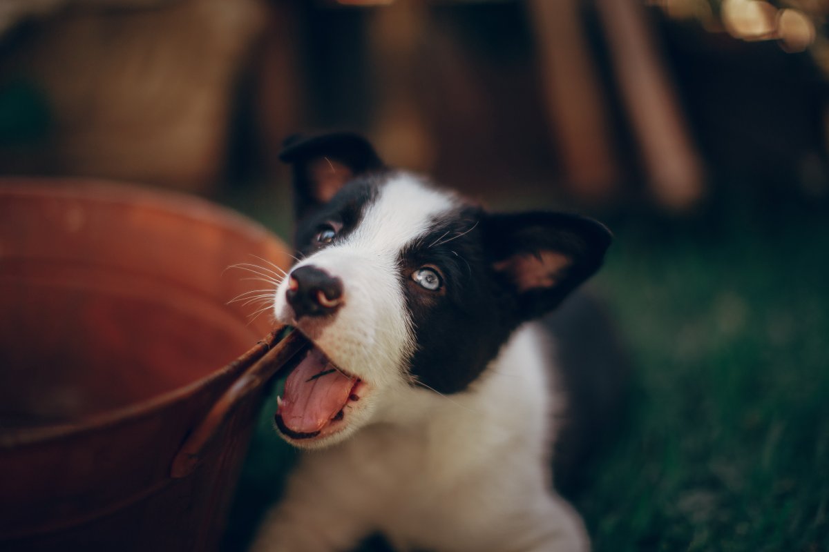 可愛賣萌哈士奇幼犬圖片