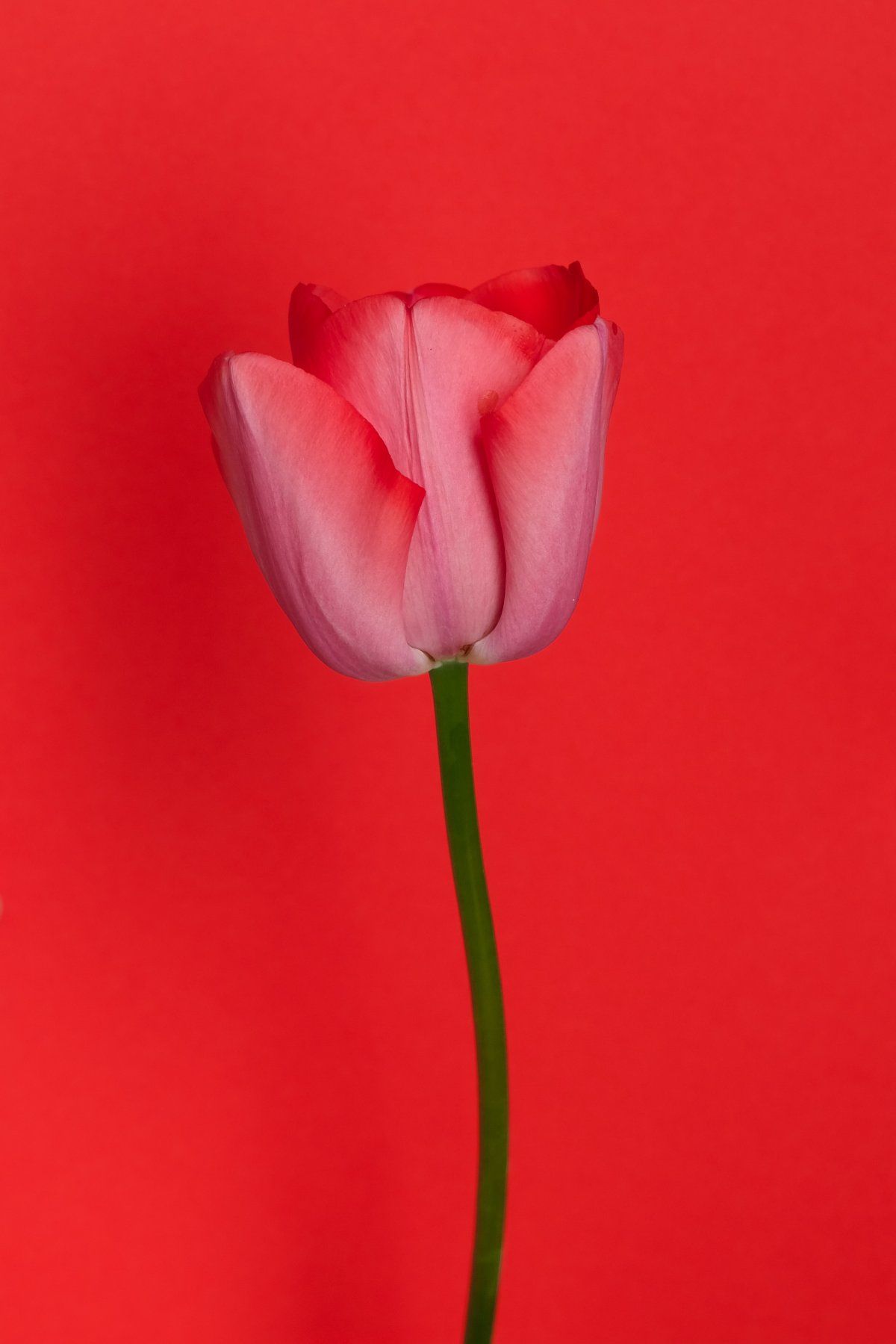 一枝红色郁金香花朵图片